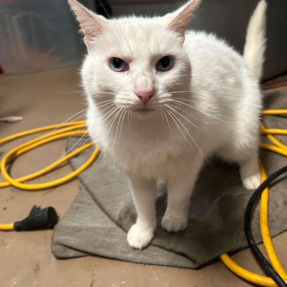 Meet your Posher, Paisyn - Picture 1 of 13